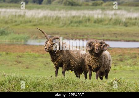 Manx-loaghtan-Schafe, reinrassige Tiere, Heimtiere, Huftiere, Nutztiere, Klauen, Säugetiere, Tiere, Hausschafe, Manx-loughton-Schafe Stockfoto