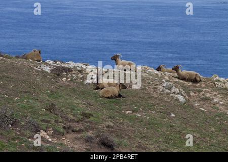 Manx-Loaghtan-Schafe, reinrassige Tiere, Heimtiere, Huftiere, Nutztiere, Klauen, Säugetiere, Tiere, Hausschafe, Manx-Loaghtan-Rasse von Schafen wiedereingeführt Stockfoto