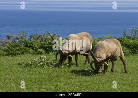 Manx-Loaghtan-Schafe, reinrassige Tiere, Heimtiere, Huftiere, Nutztiere, Klauen, Säugetiere, Hausschafe, Manx-Loaghtan-Ramme, Eine Rasse Schafe Stockfoto