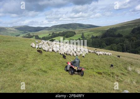 Schafzucht, Schäfer auf dem Quadbike mit Schäferhunden, Herde von Schafen auf gewöhnlichem Weideland sammeln, Howgills, Cumbria, England, Vereinigtes Königreich, Euro Stockfoto