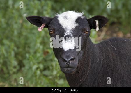 Balwen Waliser Bergschafe, reinrassige, Haustiere, Huftiere, Vieh, Klauen, Säugetiere, Tiere, Hausschafe, Balwen-Schafe mit Ohrmarken Stockfoto