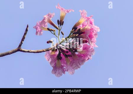 Rosa Trompete, Tabebuia rosea, Bignoniaceae schöne Blüten im Sommer einmal im Jahr, um beide Schatten zu bilden Stockfoto