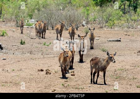 Gemeiner Wasserbuck (Kobus ellipsiprymnus), Kruger-Nationalpark, Südafrika, Afrika Stockfoto