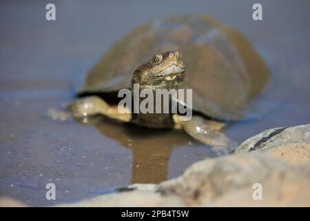 Gezacktes Scharnierterrapin (Pelusios sinuatus), Erwachsener, Kruger-Nationalpark, gezacktes Scharnierterrapin Stockfoto