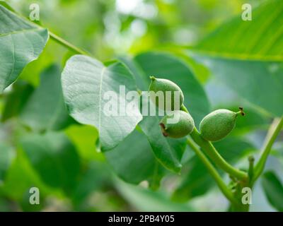 Grüne Ovarialfrüchte von Walnüssen auf einem jungen Baum, selektiver Fokus. Anbau von Nüssen. Juglans regia Stockfoto