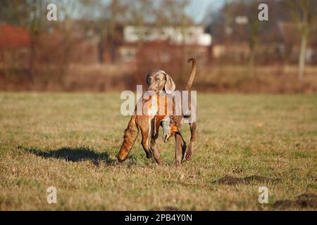 Weimaraner, männlich, holt Rotfuchs (Vulpes vulpes), Nordrhein-Westfalen, Deutschland, Europa Stockfoto