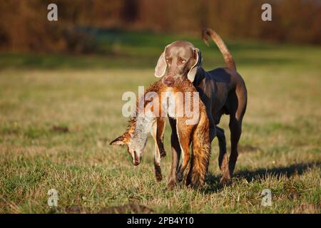 Weimaraner, männlich, holt Rotfuchs (Vulpes vulpes), Nordrhein-Westfalen, Deutschland, Europa Stockfoto