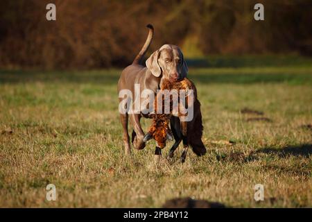 Weimaraner, männlich, holt Rotfuchs (Vulpes vulpes), Nordrhein-Westfalen, Deutschland, Europa Stockfoto