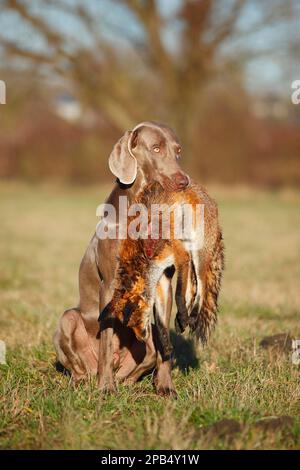 Weimaraner, männlich, holt Rotfuchs (Vulpes vulpes), Nordrhein-Westfalen, Deutschland, Europa Stockfoto