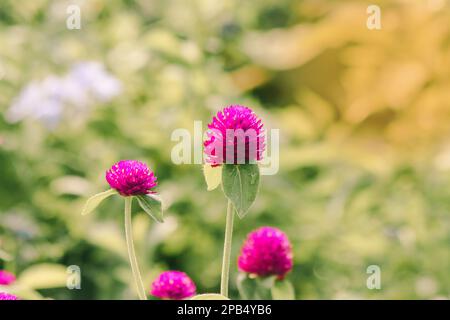 Gomphrena globosa mit violetten Blumen. Familie: Amaranthaceae. Stammt aus Brasilien, Panama und Guatemala in Thailand. Stockfoto