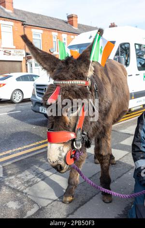 Warrington, Cheshire, Großbritannien - 12. März 2023 – Warrington Irish Club ist Gastgeber des St. Patrick's Day Parade. Beginn um 10,30 Uhr morgens vom Irish Club in der Orford Lane zum „River of Life“ in der Bridge Street im Stadtzentrum, wo ein kurzer Gottesdienst zum Gedenken an den Jahrestag des Bombenanschlags in Warrington abgehalten wurde. Esel, die hinter ihren Ohren die irische Flagge trugen, nahmen Teil an Credit: John Hopkins/Alamy Live News Stockfoto