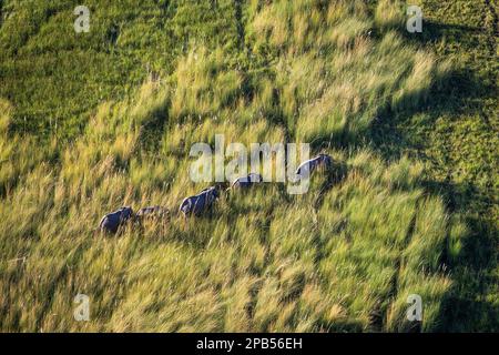 Elefantenbulle (Loxodonta africana) Dröhnenblick von oben. Luftaufnahme. Wildes Tier hebt seinen Kopf zum Himmel. Okavango Delta, Botsuana, Afrika Stockfoto