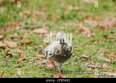 Weiße Tauben auf dem Rasen, Graue Tauben auf dem Rasen Stockfoto