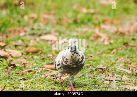 Weiße Tauben auf dem Rasen, Graue Tauben auf dem Rasen Stockfoto