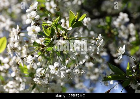 Kirschblüte im Frühlingsgarten bei Sonnenlicht. Weiße Blumen auf einem Ast mit grünen Blättern Stockfoto