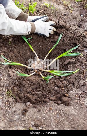 Narzissen im Bett zu Pflanzen. Der Gärtner platziert Narzissenblütenknollen mit grünen Laubkeimen in das Pflanzloch. Stockfoto