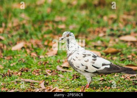 Weiße Tauben auf dem Rasen, Graue Tauben auf dem Rasen Stockfoto