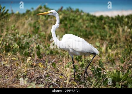 Weiße Reiher jagen an der Küste des Atlantischen Ozeans. Wildtiere auf karibischen Inseln Stockfoto