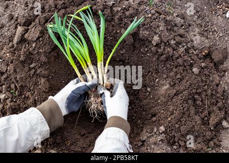 Setzlinge von Zwiebelblüten mit Keimlingen in der Hand des Gärtners, vorbereitet zum Anpflanzen. Stockfoto