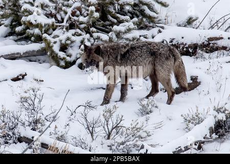 Ein grauer Wolf des Wapiti Pack im Yellowstone-Nationalpark jagt Raben in den Wintermonaten in einem Incubr von einem Imbisshaufen in der nördlichen Bergkette weg Stockfoto