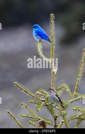 Mountain Bluebird Male und Femaie Paare auf Kiefern im Yellowstone National Park Stockfoto