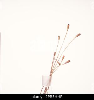 Ikebana aus trockenen Mohnstielen in einer Glasvase auf weißem Hintergrund. Stockfoto