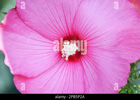 Nahaufnahme der rosa Hibiskus-Moscheutos-Blume Stockfoto