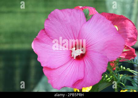 Rosafarbene Hibiskusmoscheutos blühen im Garten Stockfoto