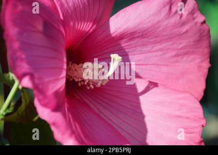 Nahaufnahme der rosa Hibiskus-Moscheutos-Blume Stockfoto