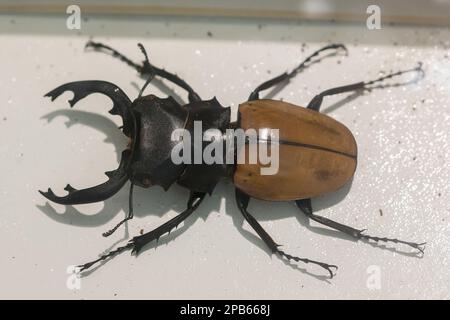 Käfer Stauffer im Schrank, die Überreste von Käfern, Käfern oder Skarabäus werden als Coleoptera eingestuft. Stockfoto