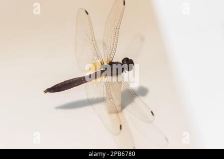 Dragonfly Staff in the Showcase, Dragonfly Carcass, „Dragonfly“ ist ein nächtliches Wesen, das vor der Ära der Schmetterlinge auf der Erde entstanden ist. Stockfoto