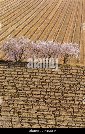 Mandelblüte im Weinberg bei Nissan-Lez-Enserune. Occitanie, Frankreich Stockfoto