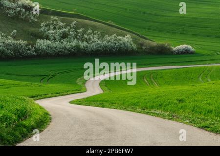 Die Straße schlängelt sich zwischen den grünen Hügeln von mähren Stockfoto
