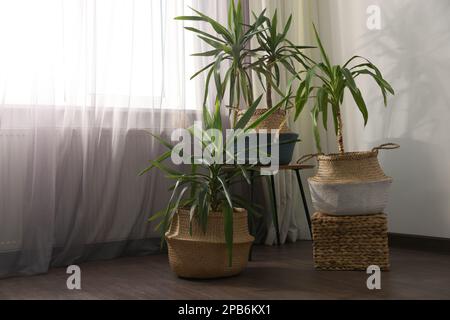 Schöne Zimmerpflanzen in der Nähe von Fenstern im Haus. Innendesign. Platz für Text Stockfoto