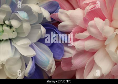 Wunderschöne blühende Chrysanthemen als Hintergrund, Nahaufnahme Stockfoto