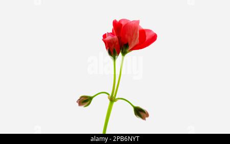 Rotes Pelargonium auf isoliertem weissen Hintergrund. Helles Pelargonium Stockfoto