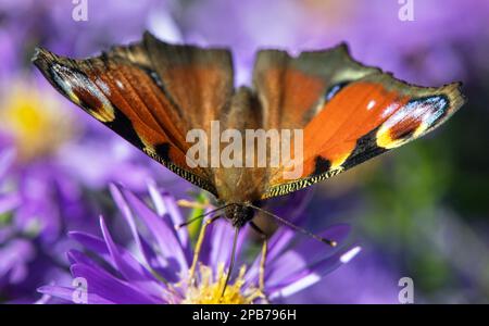 Peacock Butterfly sitzt auf Blueflower, in latin Inachis IO oder Aglais IO Stockfoto