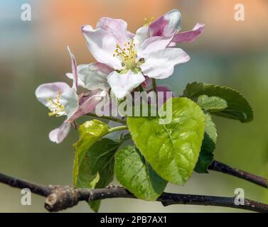 Apfelblüte im frühlingsblick des lateinischen Malus Domestica Stockfoto