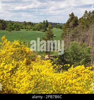 Cytisus scoparius, der gewöhnliche Besen oder schottischer Besen, blüht in der Blütezeit Stockfoto