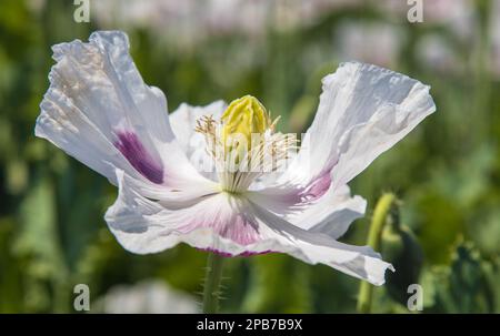 Detail Opiummohnblume, in latin papaver somniferum wird weißer blühender Mohn in der Tschechischen Republik für die Lebensmittelindustrie angebaut Stockfoto