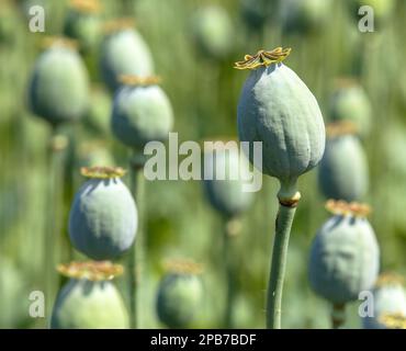 Detail Opiummohn in latin papaver somniferum, grüner Mohn, Mohn wird in der Tschechischen Republik für die Lebensmittelindustrie angebaut Stockfoto