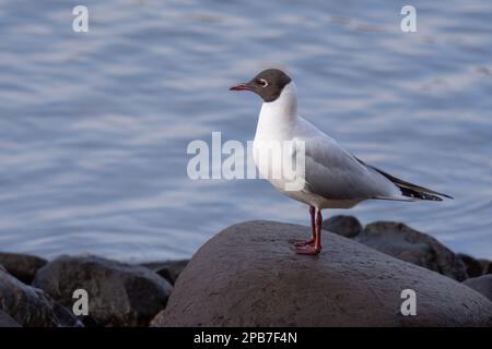 Schwarzkopfmöwe (Chroicocephalus ridibundus) am Fluss Tay in Perth, Schottland. Stockfoto