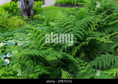 Athyrium filix-femina - Lady Fern, Hosta und Acer rubrum - Rote Ahornstämme im Vorgarten im Frühling an gemischter Grenze. Stockfoto