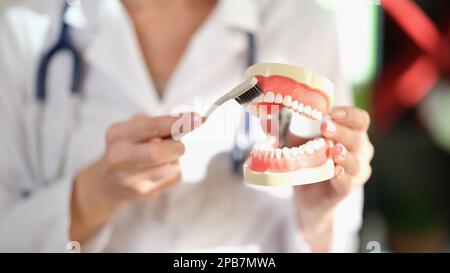 Zahnärztin hält Modell von Kiefer und Zahnbürste in der Hand. Stockfoto