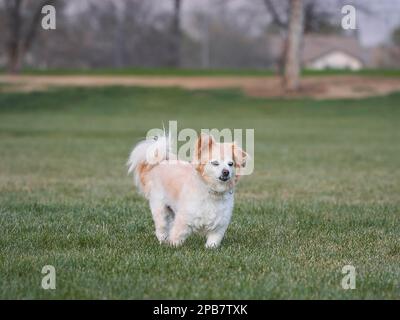 Pommerischer Mischhund, klein, weiß mit hellbraunem und braunem Pelz, steht auf geschnittenem Gras in einem Park. Stockfoto