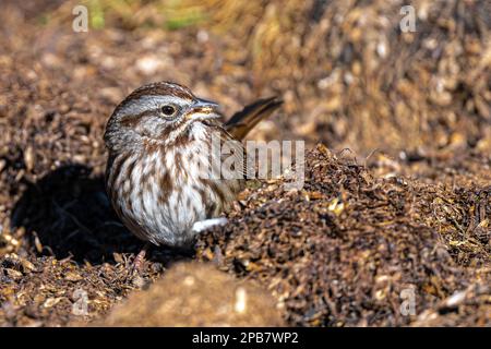 Song Sparrow (Melospiza melodia) auf der Suche nach Nahrung Stockfoto