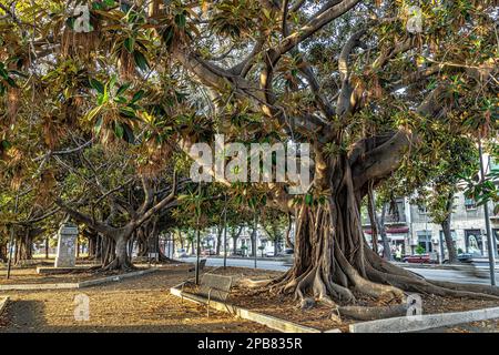 Großer Ficus macrophylla-Baum, auch bekannt als Moreton Bay Feigenblatt, im Largo dei Militari Russi Park in Messina. Messina, Sizilien, Italien, Europa Stockfoto