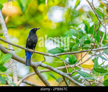 Asiatischer Feenblauvogel im Wald Stockfoto