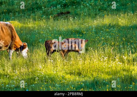 Eine Kuh und zwei junge Kälber stehen auf einer blühenden Wiese. Ein Kalb ist ein Neugeborenes. Guten Abend, goldene Stunde. Stockfoto