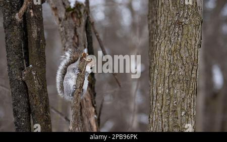 Ecureuil gris sur un arbre au Centre d'Interprétation de la Nature du lac Boivin Granby Québec Canada Stockfoto